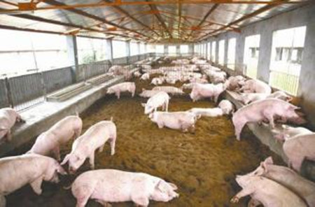 发酵床养猪获得教较好效益