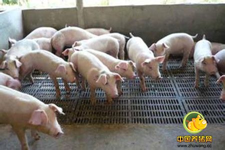 猪繁殖与呼吸道综合症防治中的一些问题