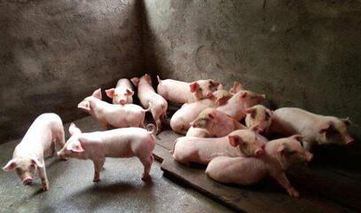 全国生猪出栏均价一个半月反弹7.86%