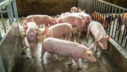 规模猪场养猪赚钱的几个惊人秘密！