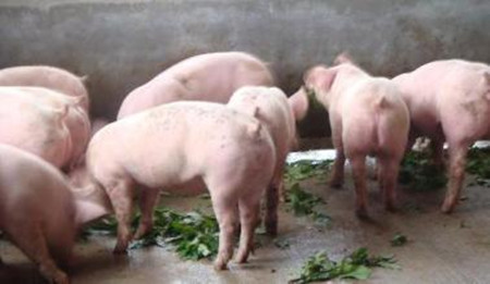 养猪场仔猪育肥阶段的用药规则分析