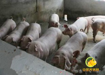 猪呼吸道疾病的流行特点及防控新对策