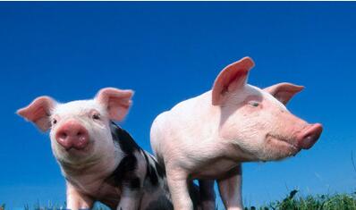 大范围猪价在涨，养殖户需及时抓住“好风向”