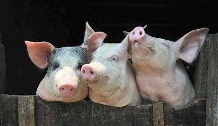 生猪全国上涨能否涨到18元/公斤？