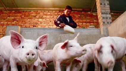 猪价稳涨，业内称1月份猪市供应压力会减小