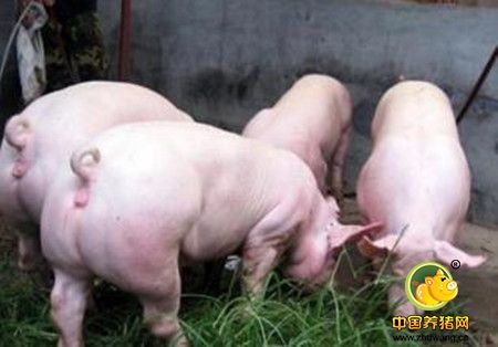 中小型养猪场中存在的技术缺陷