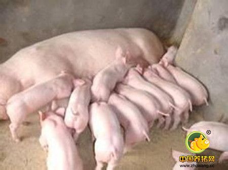 为什么猪群进行猪瘟免疫后还会发生猪瘟?