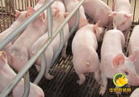 当前养猪场控制疾病的五项措施