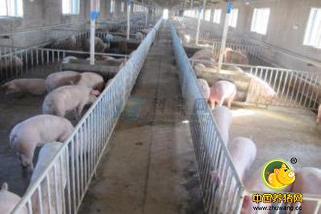 冬季规模化猪场呼吸道病的综合控制