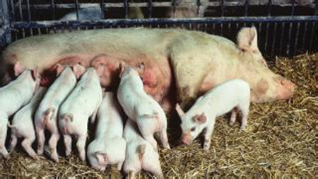 集约化养猪场氮污染及减少氮污染的有效途径
