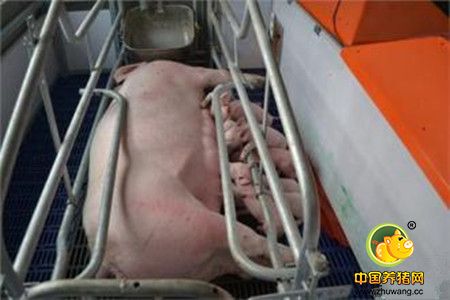 猪场养殖 浅谈头孢菌素类抗生素的应用