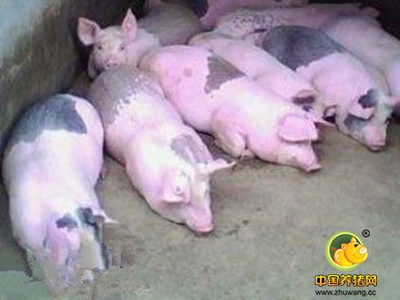 猪场内猪呼吸系统感染性疾病的常用药物