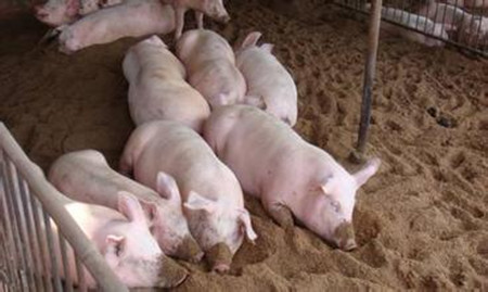 猪场内猪呼吸道疾病综合征病因和防治