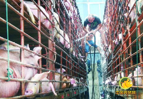 物流压力加大生猪运输受阻 近期猪价或将窄幅调整？