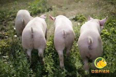 夏季母猪的营养调控与饲养管理