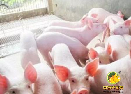 猪营养性腹泻的原因及预防措施