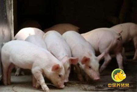 饲料浪费可导致养猪场亏损 要找准原因