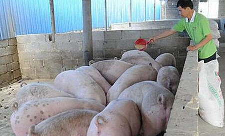 饲料霉变对养猪的危害及解决措施