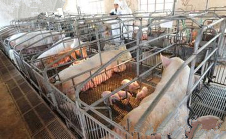 浅析：中小养猪场选择饲料的五大误区
