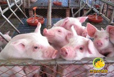 改革猪舍排污处理的技术措施