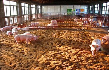 从日本引进的养猪技术，如今已在中国广泛使用