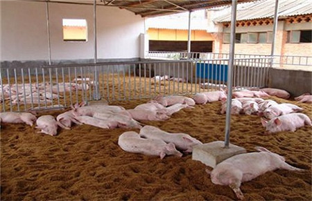 从日本引进的养猪技术，如今已在中国广泛使用
