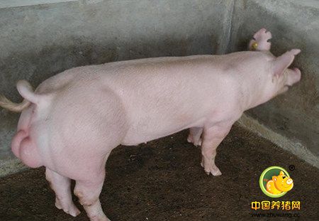 种公猪的精细饲养技术，母猪高产的关键！