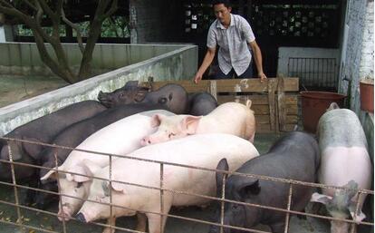 有钱没钱杀猪过年，农村猪肉价格逼近20元！
