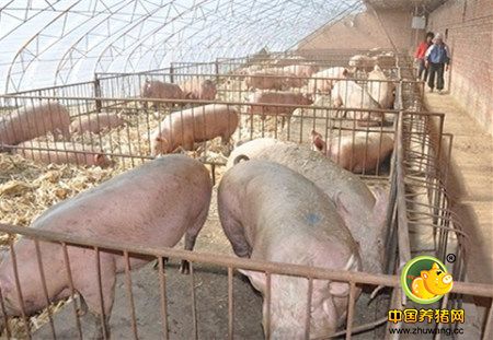 什么是生态养猪技术，其优势和主要特点在哪里？
