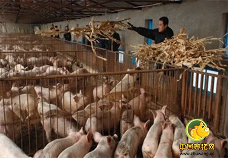 农村喂猪的小技巧，生猪的饮食要注意的几点！