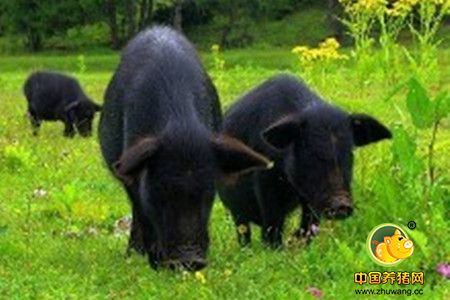 快来看生猪养殖标准化示范场评选，哪些猪场榜上有名？