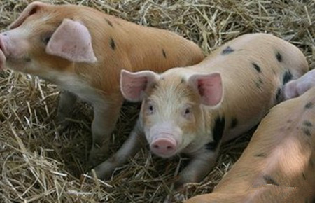 猪场内猪的13种中毒现象及解决方法