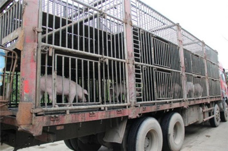 浦东大养猪场完成清退 上海人吃肉受影响吗?