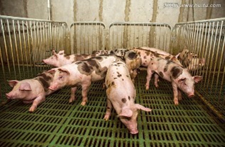 规模化养猪场的绿化规划