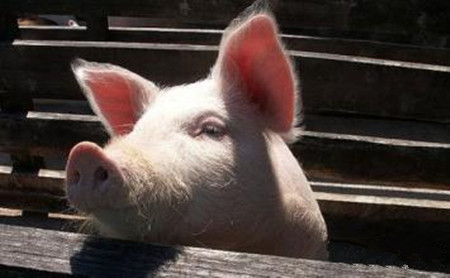 规模猪场中基因改进对猪场的意义
