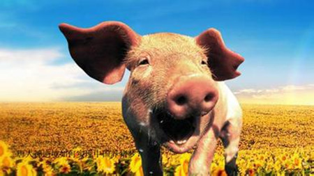 有效降低养猪成本的经验，您知道几条？