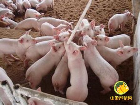 几种能帮规模化养猪场节省饲料的方法介绍