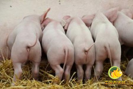 生猪饲料的六大种类，生猪饲料的常见种类及其合理搭配