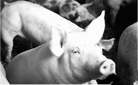 分娩舍中长白猪的饲养管理，长白母猪饲养技术