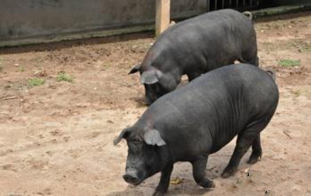 无公害猪种的选择与繁殖技术