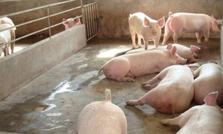 养猪业应逐渐推广母猪不阉育肥法