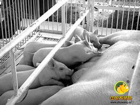 猪产仔哺乳舍生产技术管理要点
