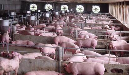 养猪人：养猪业的“围城”还会持续多久？