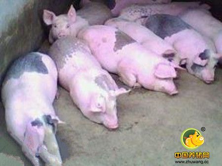 养猪场内保育仔猪呼吸道疾病危害的应对