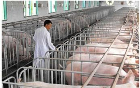 养猪过程中冬春季节谨防两种猪呼吸道疾病