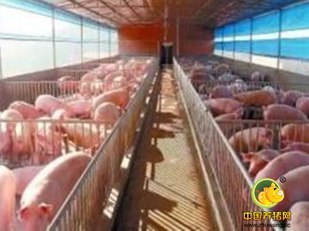 猪冬季腹泻的诊断要点、误诊分析与讨论
