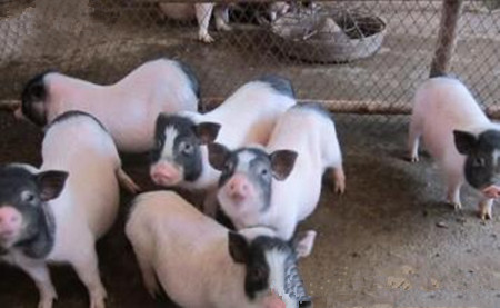 猪冬季腹泻疾病防治指南