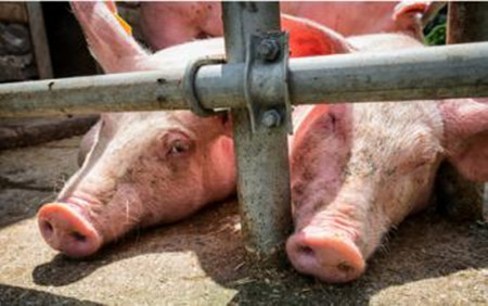 牲命1号为什么会提高母猪生产繁殖性能？