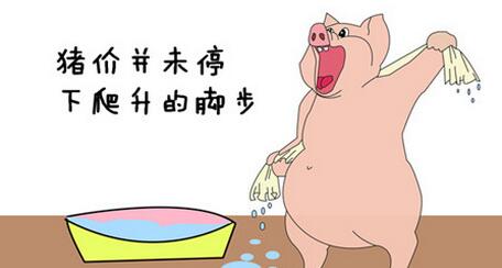 猪价冲击9元/斤不停歇，涨势是否能持续到过年？