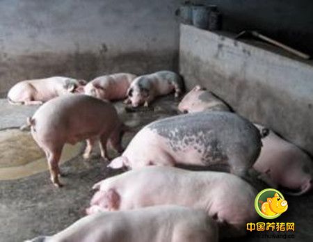 养猪场中引入猪种一般有两个用处